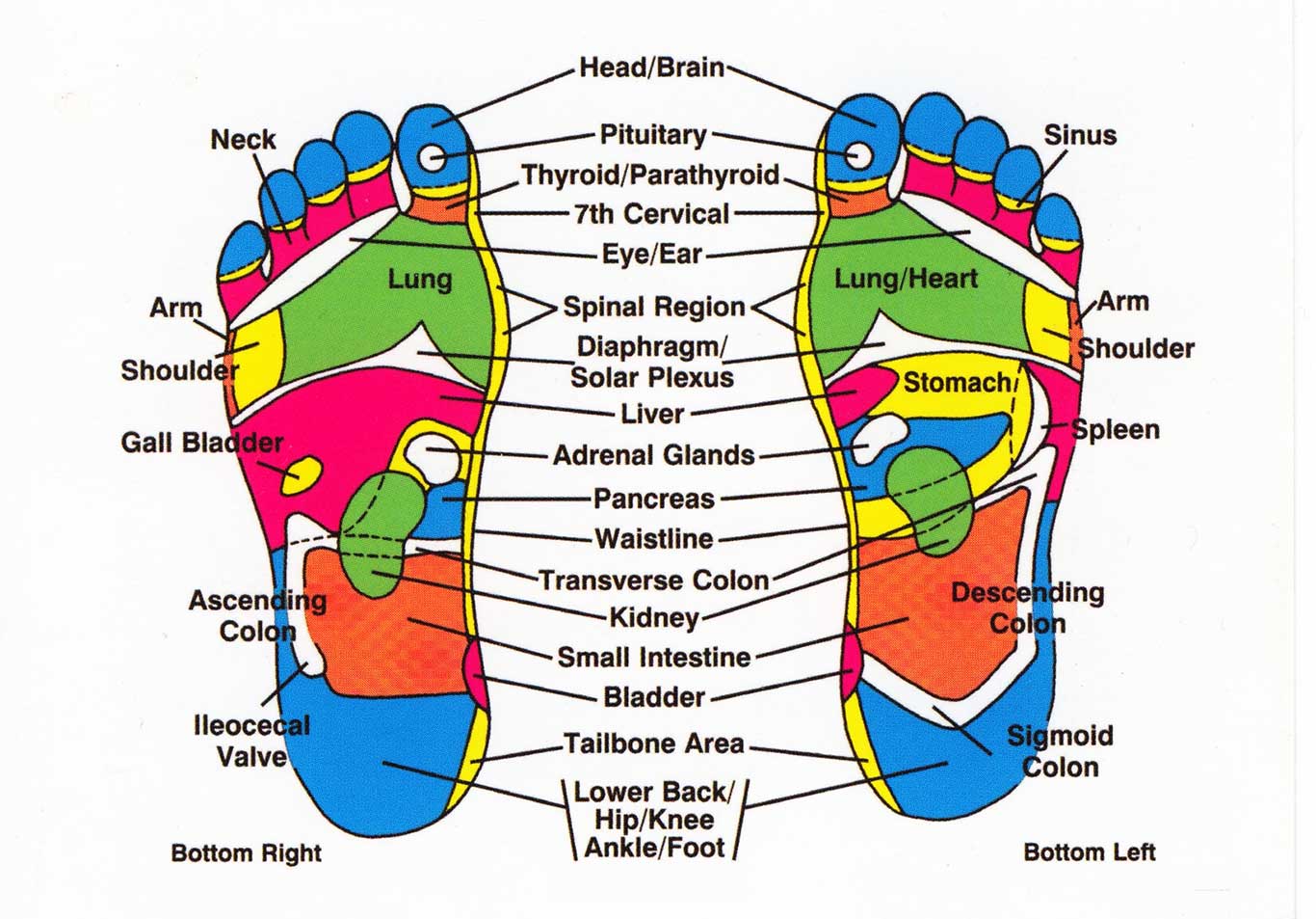 Thai Reflexology Chart